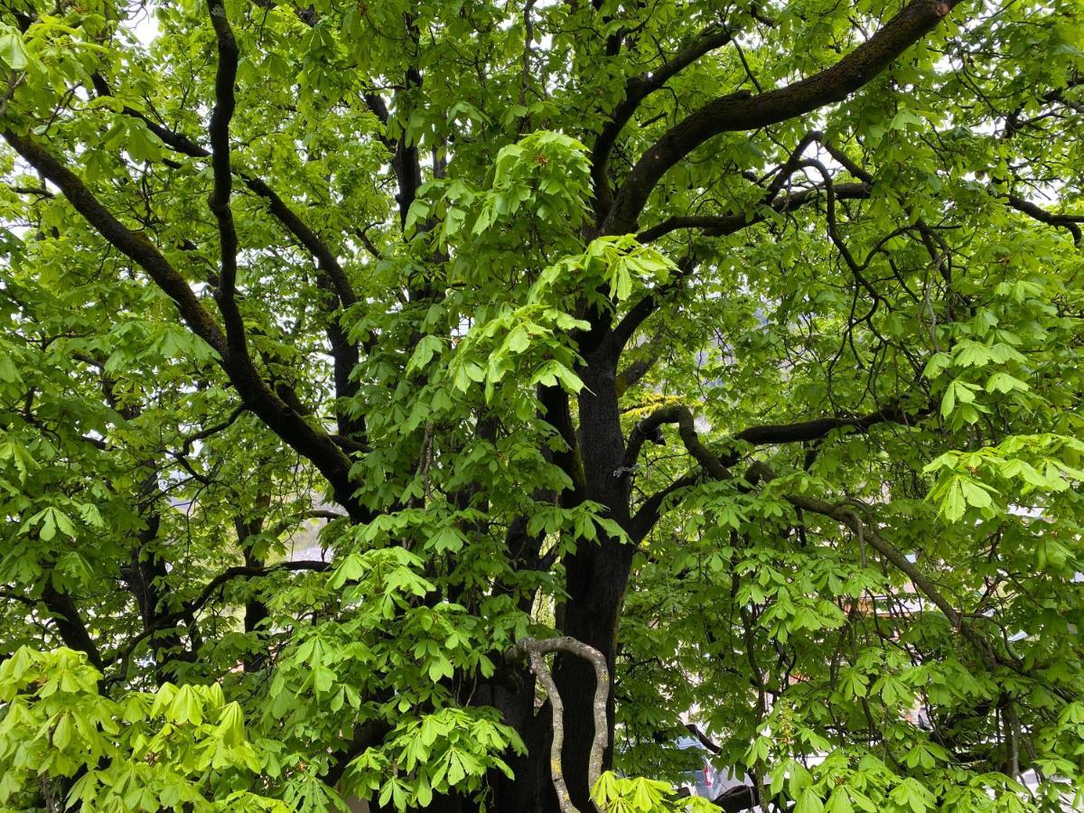 Green Corner Of Bovec - Apartment Bovec Exteriör bild